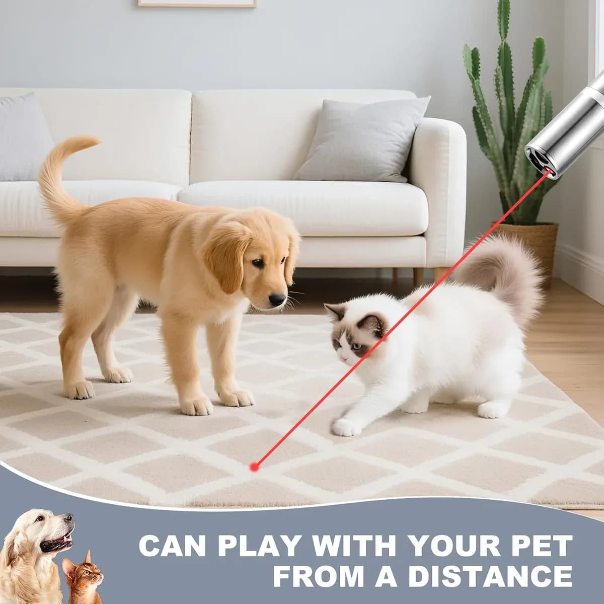 Dog and cat chasing the dot from a cat laser pointer