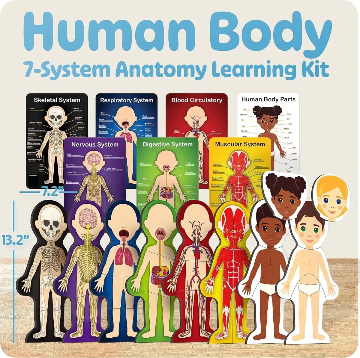 Seven body systems shown in the anatomy model for kids