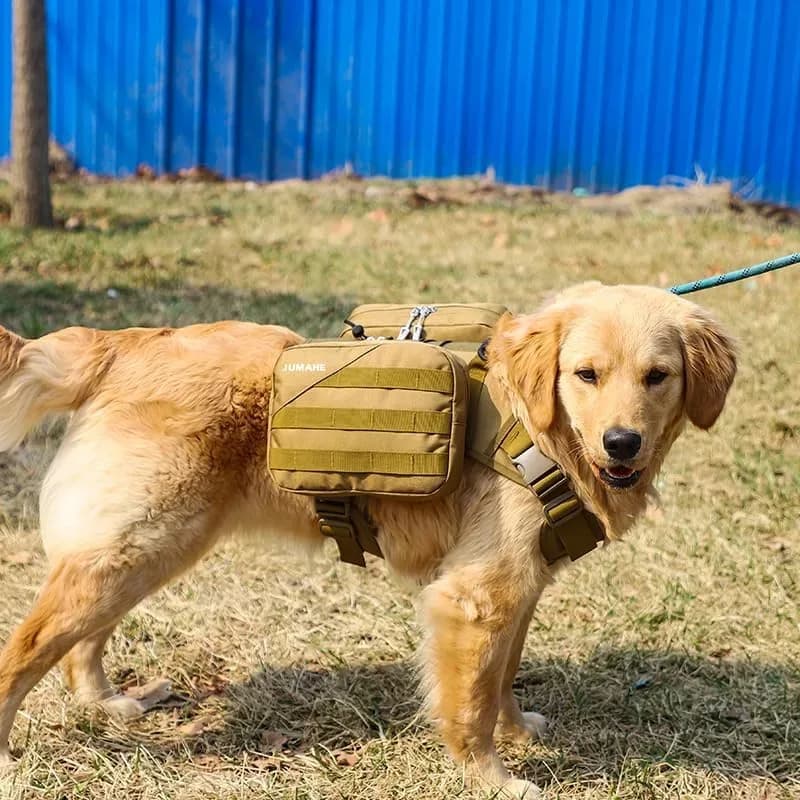 Large dog wearing the dog hiking backpack on a forest trail